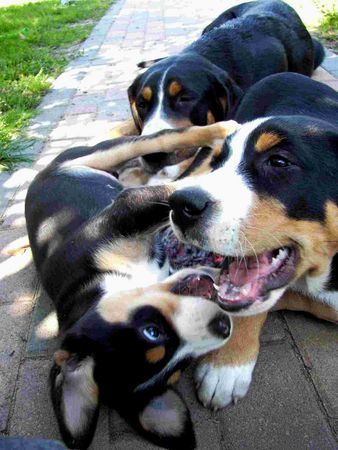 Grosser Schweizer Sennenhund Hunde Foto 39241 Grosser Schweizer Sennenhund