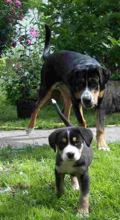 Grosser Schweizer Sennenhund Hunde Foto 39242 Grosser Schweizer Sennenhund