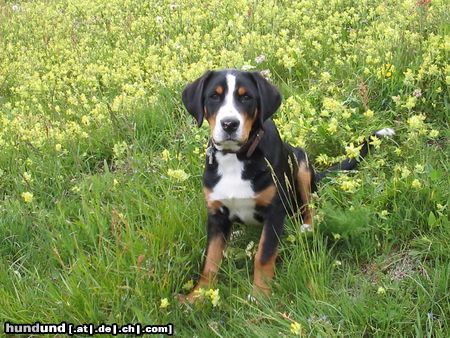 Grosser Schweizer Sennenhund Hunde Foto 12978 Grosser Schweizer Sennenhund Ich liebe grüne Wiesen....Eiger(Sammy) 4 Monate alt