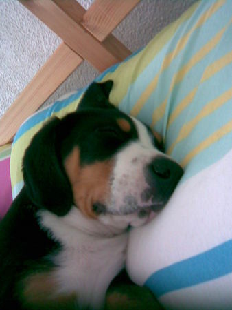 Grosser Schweizer Sennenhund Hunde Foto 42345 in höherer Auflösung ansehen Grosser Schweizer Sennenhund Felix wenn er schläft