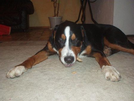 Grosser Schweizer Sennenhund Hunde Foto 37106 Grosser Schweizer Sennenhund Mir schmeckts....