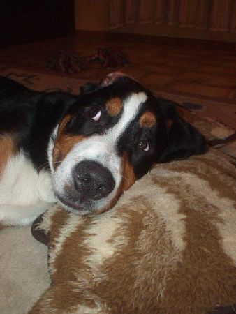 Grosser Schweizer Sennenhund Hunde Foto 36050 Grosser Schweizer Sennenhund Floyd ist müde.......