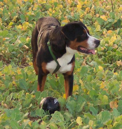 Grosser Schweizer Sennenhund Hunde Foto 39628 in höherer Auflösung ansehen Grosser Schweizer Sennenhund Floyd grüsst seine Eltern + Geschwister