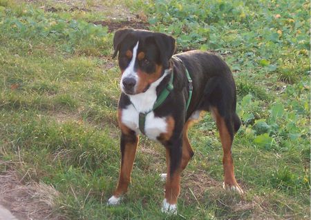 Grosser Schweizer Sennenhund Hunde Foto 39627 in höherer Auflösung ansehen Grosser Schweizer Sennenhund Warten auf den Ball