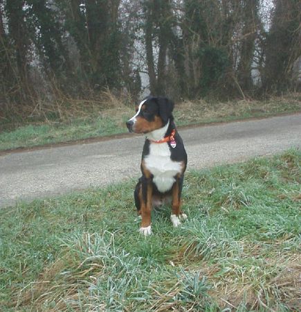 Grosser Schweizer Sennenhund Hunde Foto 37107 Grosser Schweizer Sennenhund Wer iss da??