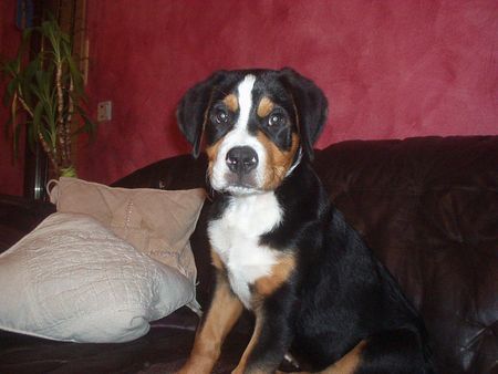 Grosser Schweizer Sennenhund Hunde Foto 35448 Grosser Schweizer Sennenhund Floyd 11 Wochen