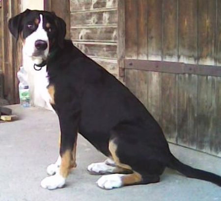 Grosser Schweizer Sennenhund Hunde Foto 36069 Grosser Schweizer Sennenhund Hänky Pänky v.d.Dorfquelle