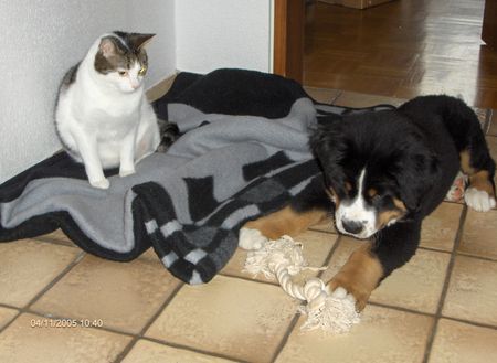 Grosser Schweizer Sennenhund