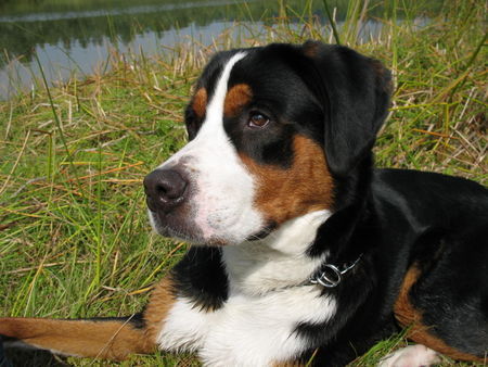 Grosser Schweizer Sennenhund Hunde Foto 39494 Grosser Schweizer Sennenhund Auch Maddox grüßt seine Geschwister