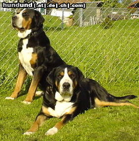 Grosser Schweizer Sennenhund Hunde Foto 24784 Grosser Schweizer Sennenhund