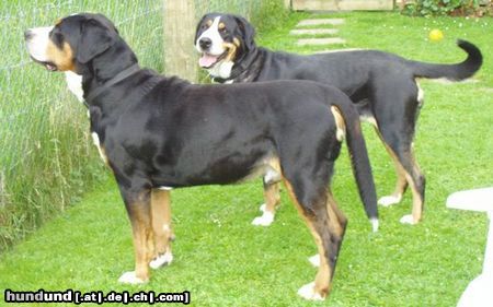 Grosser Schweizer Sennenhund Hunde Foto 22735 Grosser Schweizer Sennenhund Hanibald u.Mona Lisa