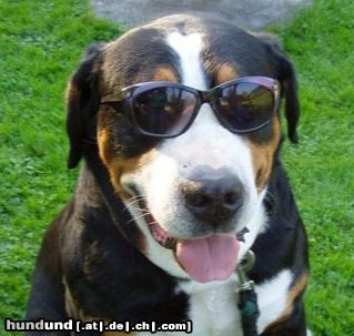 Grosser Schweizer Sennenhund Hunde Foto 24785 in höherer Auflösung ansehen Grosser Schweizer Sennenhund Kool Boy