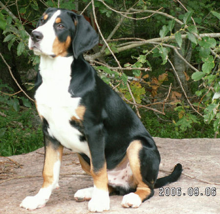 Grosser Schweizer Sennenhund Hunde Foto 36070 in höherer Auflösung ansehen Grosser Schweizer Sennenhund Herkules simply the best v.d.Dorfquelle