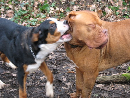 Grosser Schweizer Sennenhund Hunde Foto 36758 Grosser Schweizer Sennenhund Heeeeey Baby