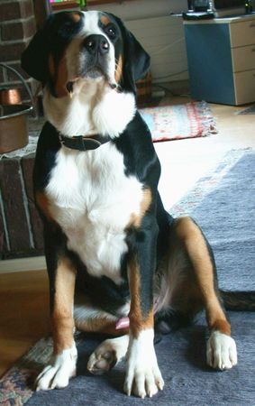 Grosser Schweizer Sennenhund Hunde Foto 36071 Grosser Schweizer Sennenhund Hitchcock v.d.Dorfquelle