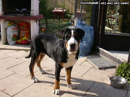 Grosser Schweizer Sennenhund Hunde Foto 13497 Grosser Schweizer Sennenhund Bommel 5 Monate