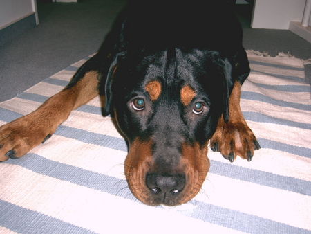 Grosser Schweizer Sennenhund Hunde Foto 36038 in höherer Auflösung ansehen Grosser Schweizer Sennenhund Unser Diego