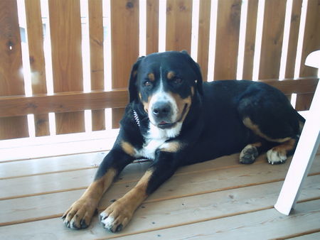Grosser Schweizer Sennenhund Hunde Foto 34252 in höherer Auflösung ansehen Grosser Schweizer Sennenhund Lina v. d. Gänsewiesen