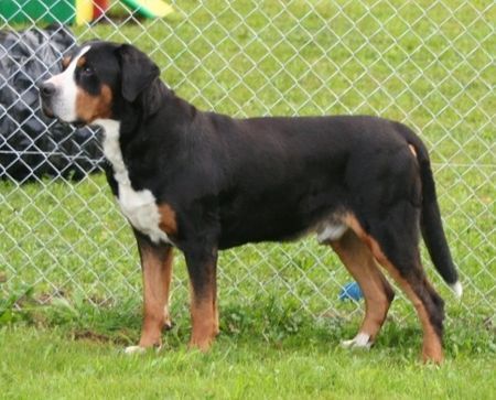 Grosser Schweizer Sennenhund Hunde Foto 36067 in höherer Auflösung ansehen Grosser Schweizer Sennenhund Hanibald