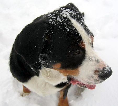 Grosser Schweizer Sennenhund Anka v. Erbhof
