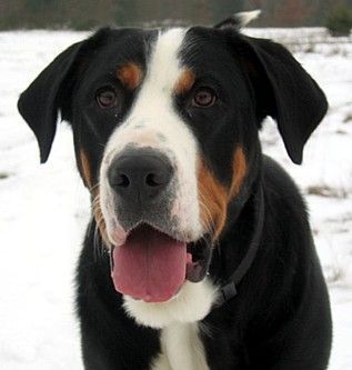 Grosser Schweizer Sennenhund Anka 