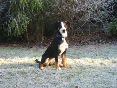 Grosser Schweizer Sennenhund Hunde Foto 40705 in höherer Auflösung ansehen Grosser Schweizer Sennenhund Bella 6 Monate
