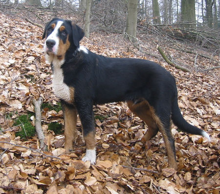 Grosser Schweizer Sennenhund Balou, 6 Monate, im Berg