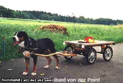 Grosser Schweizer Sennenhund Hunde Foto 22733 Grosser Schweizer Sennenhund Hanibald