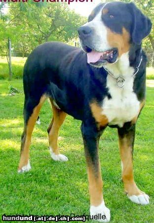 Grosser Schweizer Sennenhund Hunde Foto 22732 Grosser Schweizer Sennenhund Aristoteles v.d.Dorfquelle