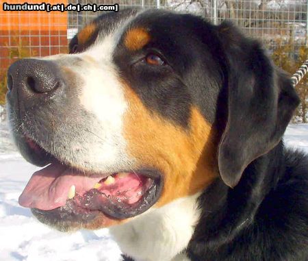Grosser Schweizer Sennenhund Hunde Foto 22734 Grosser Schweizer Sennenhund Aritoteles