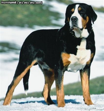 Grosser Schweizer Sennenhund Hunde Foto 22719 Grosser Schweizer Sennenhund Zuchtrüde