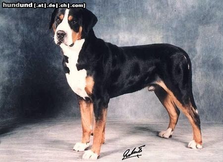 Grosser Schweizer Sennenhund Hunde Foto 22741 Grosser Schweizer Sennenhund Hanibald