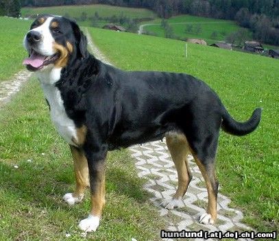 Grosser Schweizer Sennenhund Hunde Foto 22738 Grosser Schweizer Sennenhund Mona Lisa