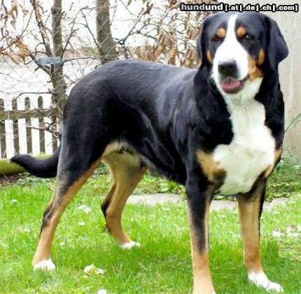 Grosser Schweizer Sennenhund Hunde Foto 22739 Grosser Schweizer Sennenhund Mona Lisa