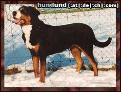 Grosser Schweizer Sennenhund Hunde Foto 22740 Grosser Schweizer Sennenhund Venus