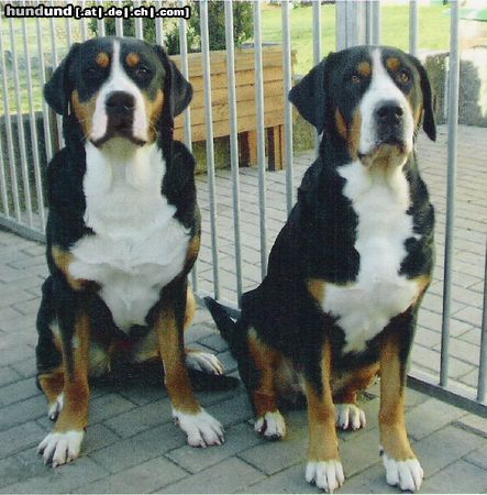 Grosser Schweizer Sennenhund Hunde Foto 22742 Grosser Schweizer Sennenhund Debbie al of me v.d.Dorfquelle u.Nina
