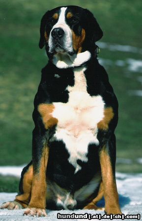 Grosser Schweizer Sennenhund Hunde Foto 22743 Grosser Schweizer Sennenhund Hanibald