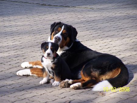 Grosser Schweizer Sennenhund Hunde Foto 41075 Grosser Schweizer Sennenhund Balou u. Bakira