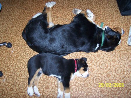 Grosser Schweizer Sennenhund Hunde Foto 41533 Grosser Schweizer Sennenhund zwei Wachhunde bei der Arbeit(Balou u. Bakira)