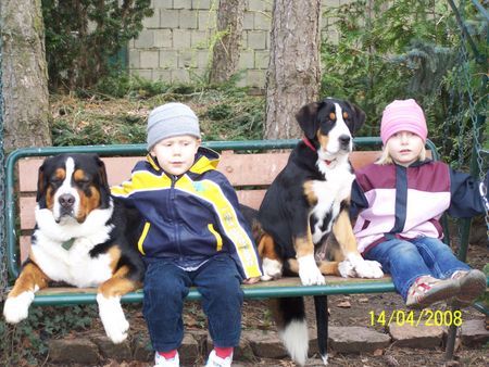 Grosser Schweizer Sennenhund Hunde Foto 41787 Grosser Schweizer Sennenhund Opa`s Rasselbande