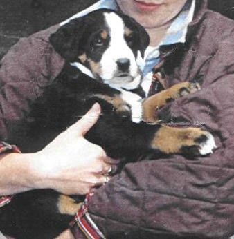 Grosser Schweizer Sennenhund Hunde Foto 27057 Grosser Schweizer Sennenhund kuno als welpe