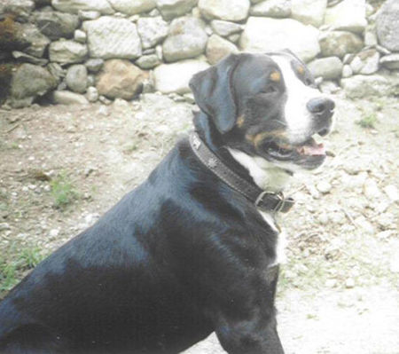 Grosser Schweizer Sennenhund Hunde Foto 27056 Grosser Schweizer Sennenhund kuno