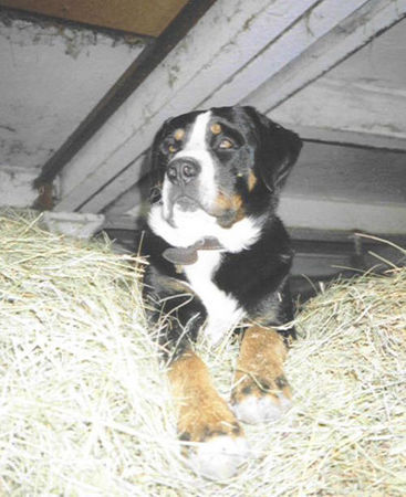 Grosser Schweizer Sennenhund Hunde Foto 27055 Grosser Schweizer Sennenhund kuno im heu