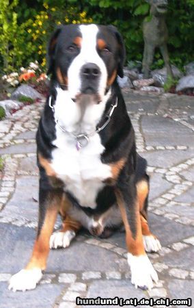 Grosser Schweizer Sennenhund Hunde Foto 21993 Grosser Schweizer Sennenhund Leo 2,5 Jahre