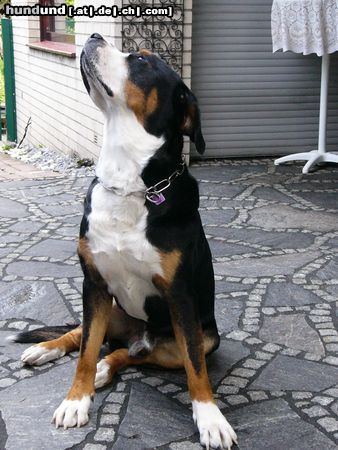 Grosser Schweizer Sennenhund Hunde Foto 14515 Grosser Schweizer Sennenhund Leo 16 Monate