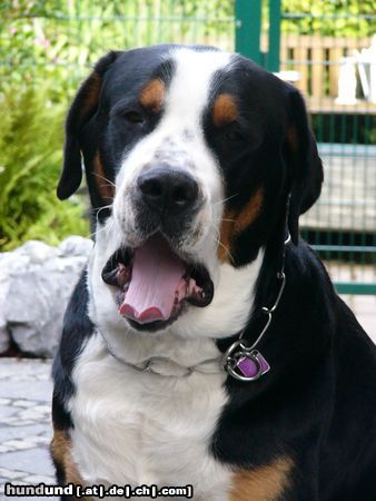 Grosser Schweizer Sennenhund Hunde Foto 14513 Grosser Schweizer Sennenhund Leo 16 Monate