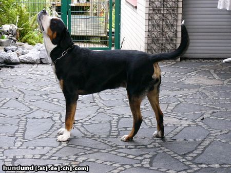 Grosser Schweizer Sennenhund Hunde Foto 14514 Grosser Schweizer Sennenhund Leo 16 Monate