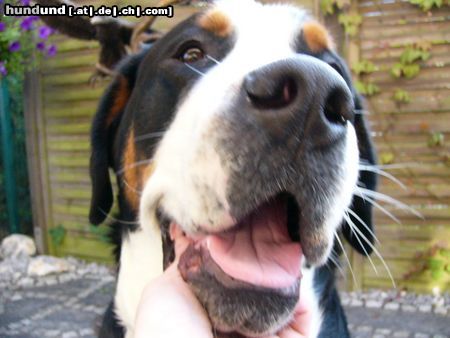 Grosser Schweizer Sennenhund Hunde Foto 12574 Grosser Schweizer Sennenhund Ich bin Leo
