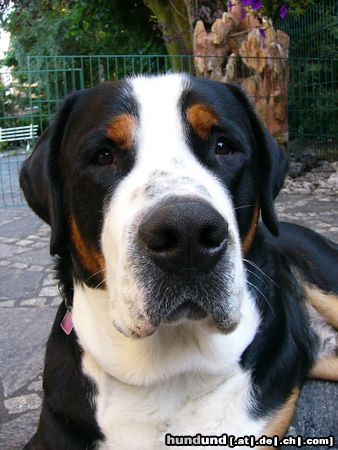 Grosser Schweizer Sennenhund Hunde Foto 12575 Grosser Schweizer Sennenhund Leo 15 Monate