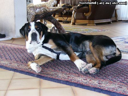 Grosser Schweizer Sennenhund Hunde Foto 9697 Grosser Schweizer Sennenhund Is was ?